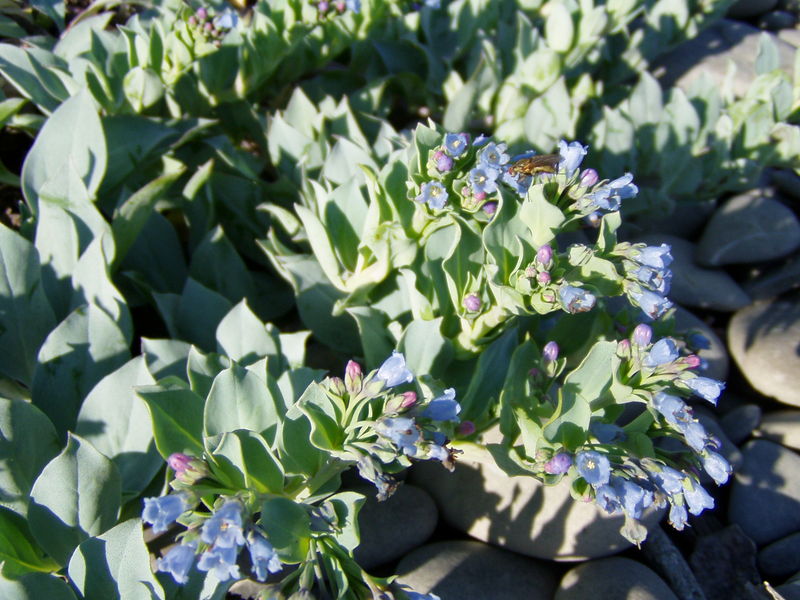 Soubor:Mertensia maritima 2.jpg