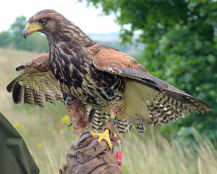 Soubor:Parabuteo unicinctus falconry.jpg