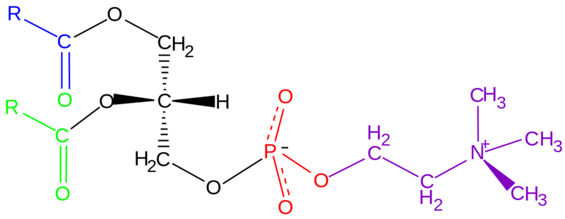 Soubor:Phosphatidyl-Choline.png