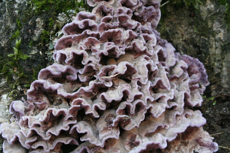 Soubor:Chondrostereum purpureum 051120D.jpg