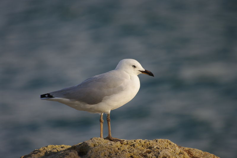 Soubor:Larus novaehollandiae gnangarra 01.jpg