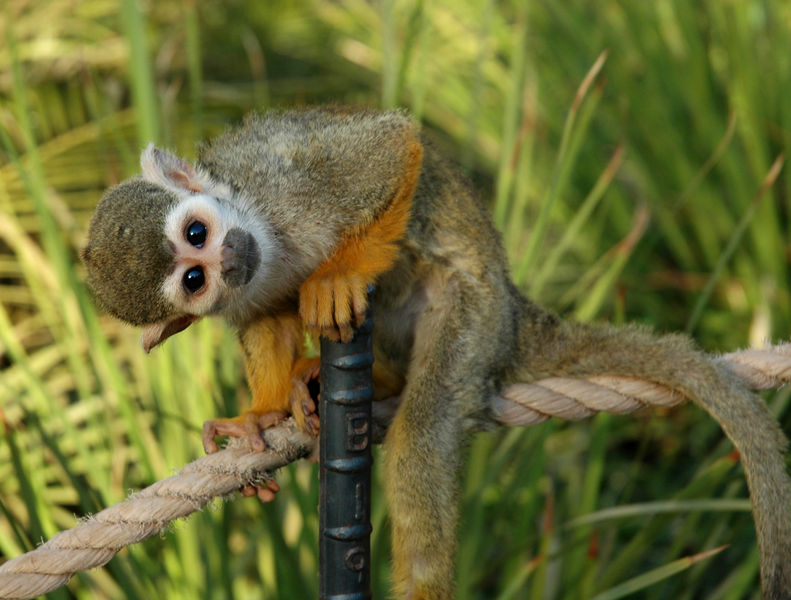 Soubor:Squirrelmonkey01.jpg