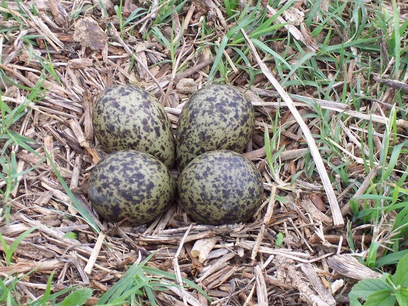 Soubor:Masked Lapwing Eggs.jpg