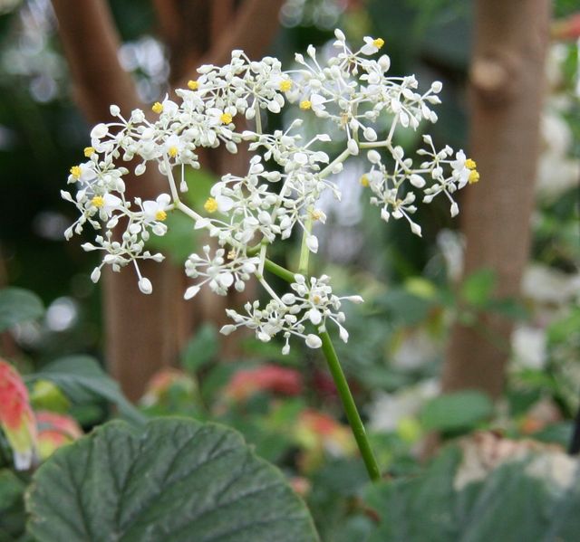 Soubor:Begonia valida Flower.jpg