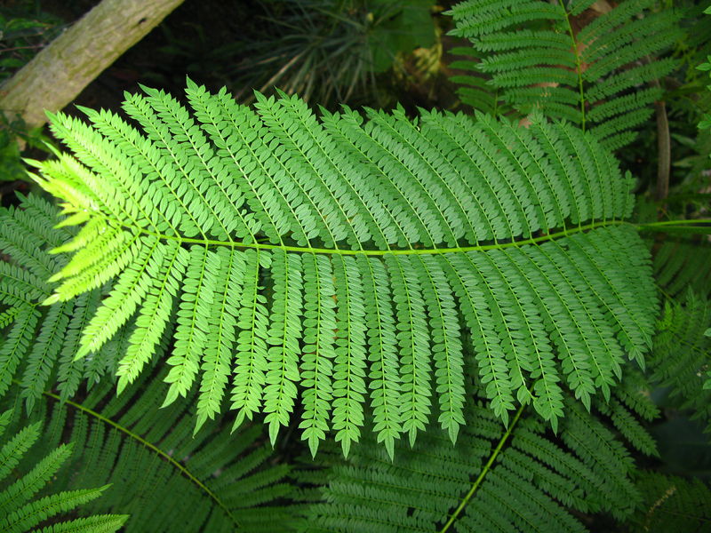 Soubor:Jacaranda mimosifolia PAN leafs.JPG