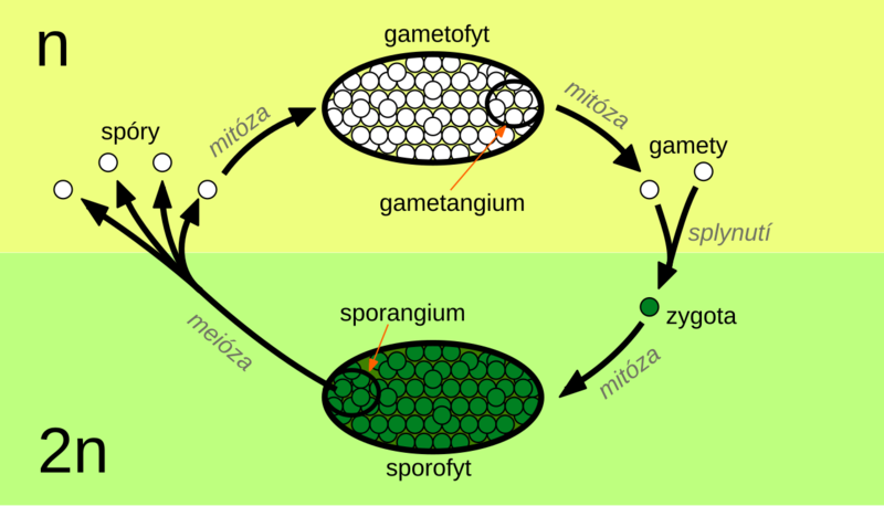 Soubor:Alternation of generations CS.png