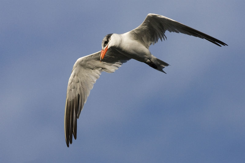 Soubor:Hydroprogne caspia in flight.jpg