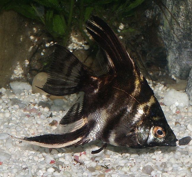 Soubor:Marbled angelfish.jpg