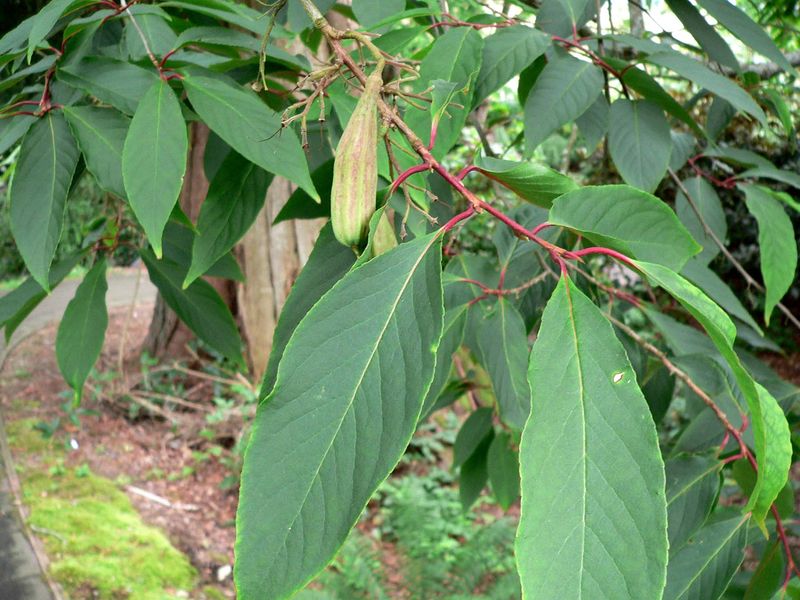 Soubor:Rehderodendron macrocarpum branch.jpg