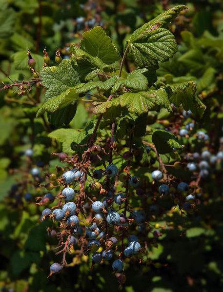 Soubor:Ribes sanguineum B.jpg