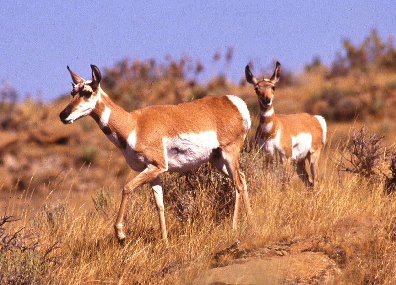 Soubor:Pronghorn antelope.jpg