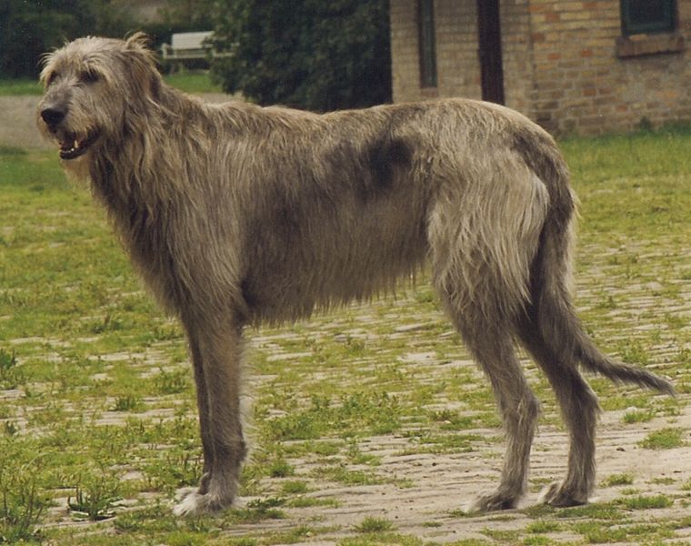 Soubor:Irish Wolfhound Sam.jpg