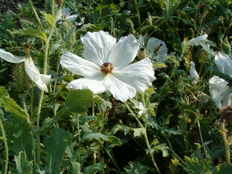 Soubor:Argemone platyceras Flower BotGardBln0906.JPG