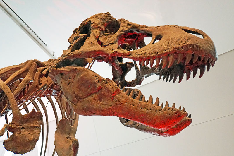 Soubor:Tyrannosaurus Rex-DSC09093-DJFlickr.jpg