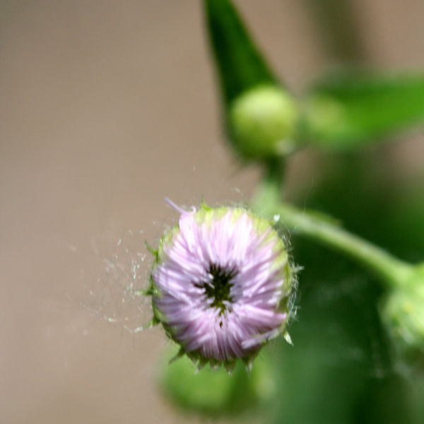 Soubor:Erigeron annuus 2323.jpg