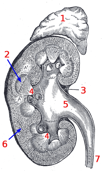 Soubor:Kidney-numbered.png