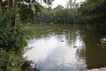 Labuť pond Kunratický forest Prague 02.JPG