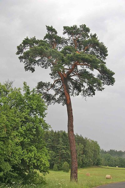 Soubor:Borovice u Mařenic.jpg