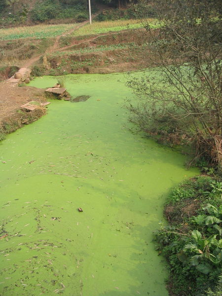 Soubor:River algae Sichuan.jpg