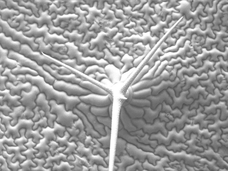 Soubor:Arabidopsis-epiderm-and-trichome.jpg