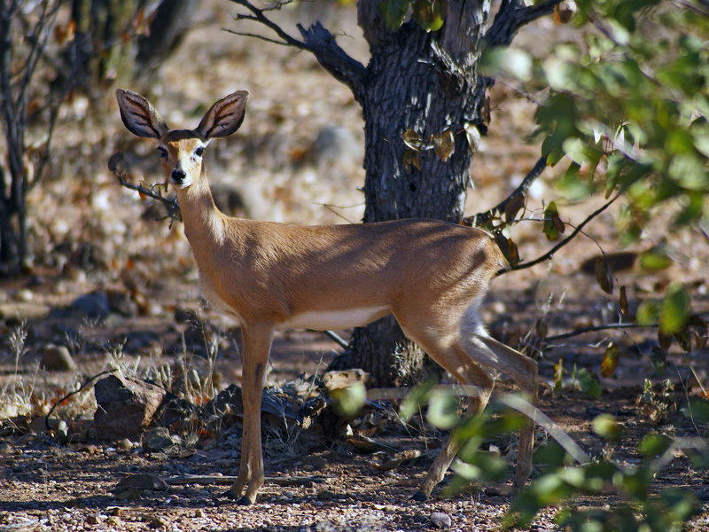 Soubor:Raphicerus campestris.jpg