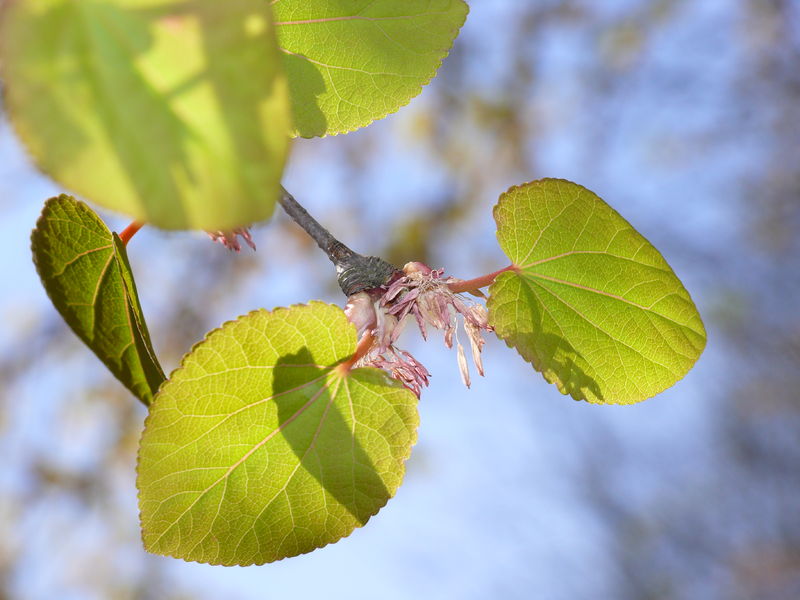 Soubor:Cercidiphyllum-uncertain-0554.JPG