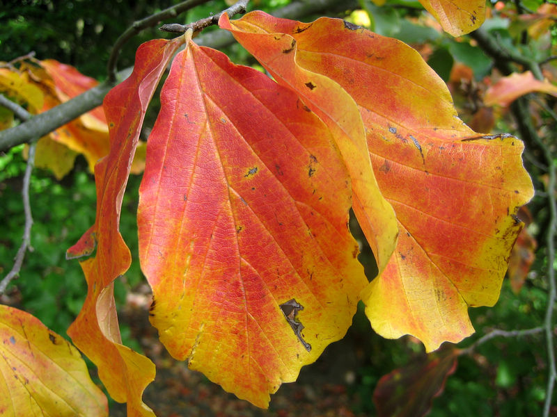 Soubor:Parrotia persica leave red.jpg