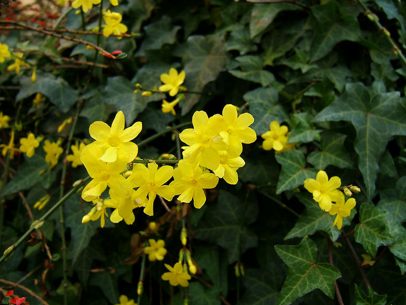 Soubor:2006-12-01Jasminum nudiflorum12.jpg