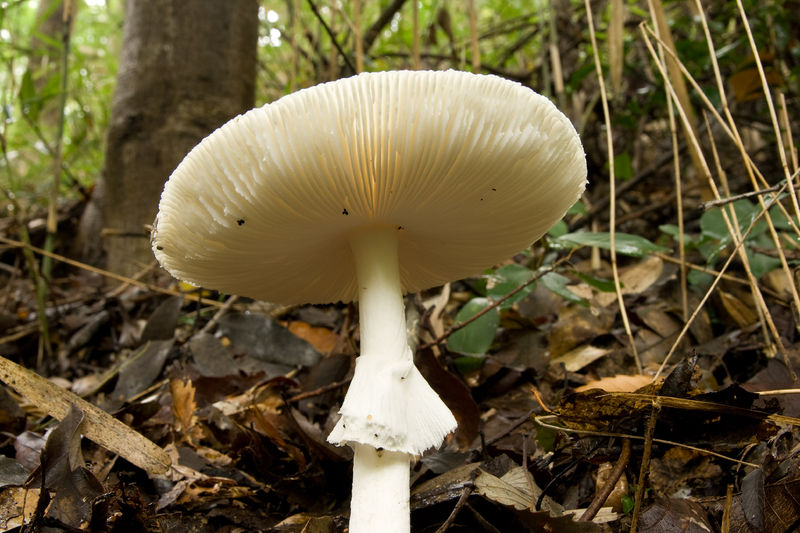 Soubor:Amanita virosa 10.jpg