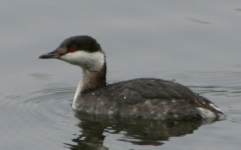 Soubor:Horned Grebe.jpg