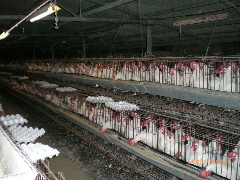 Soubor:Industrial-Chicken-Coop.JPG