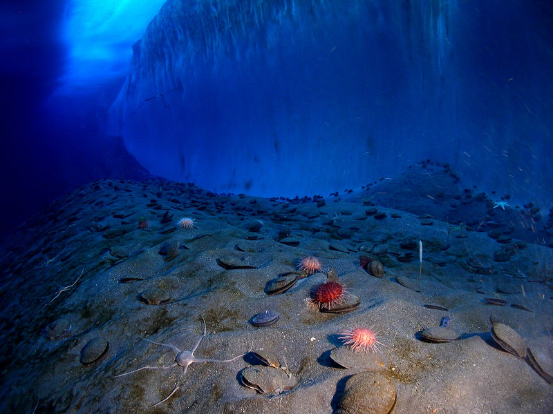 Soubor:Underwater mcmurdo sound.jpg