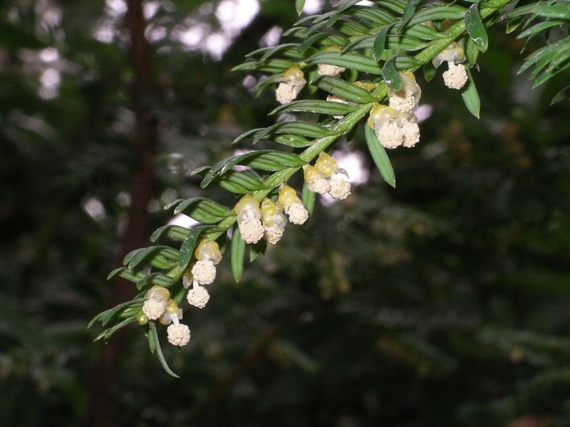 Soubor:Taxus baccata flowers.jpg