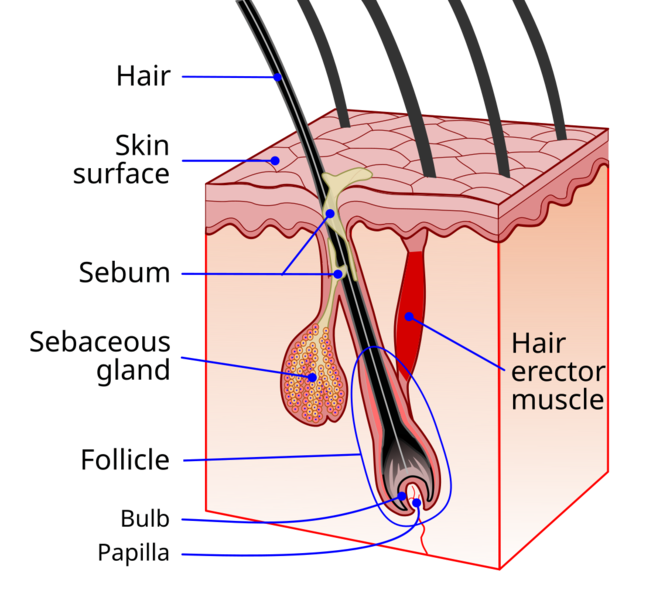 Soubor:Hair follicle-en.png