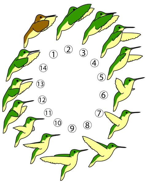 Soubor:Hummingbird flight profil.png