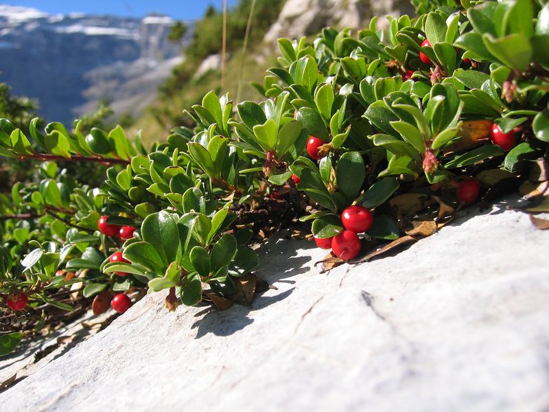 Soubor:Arctostaphylos uva-ursi03.jpg