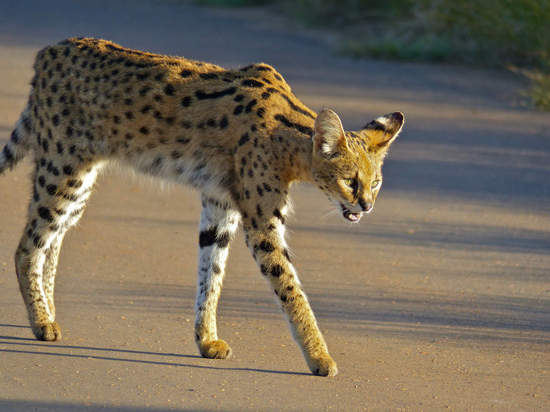 Soubor:Serval (Leptailurus serval)-Kruger NP-Flickr.jpg