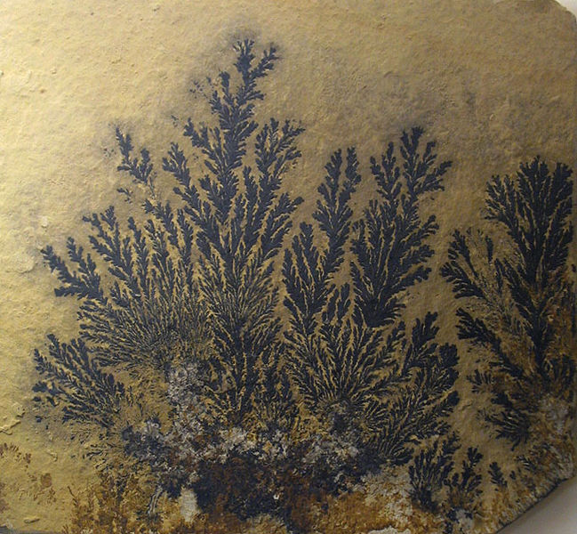 Soubor:Pyrolusite dendritic.jpg