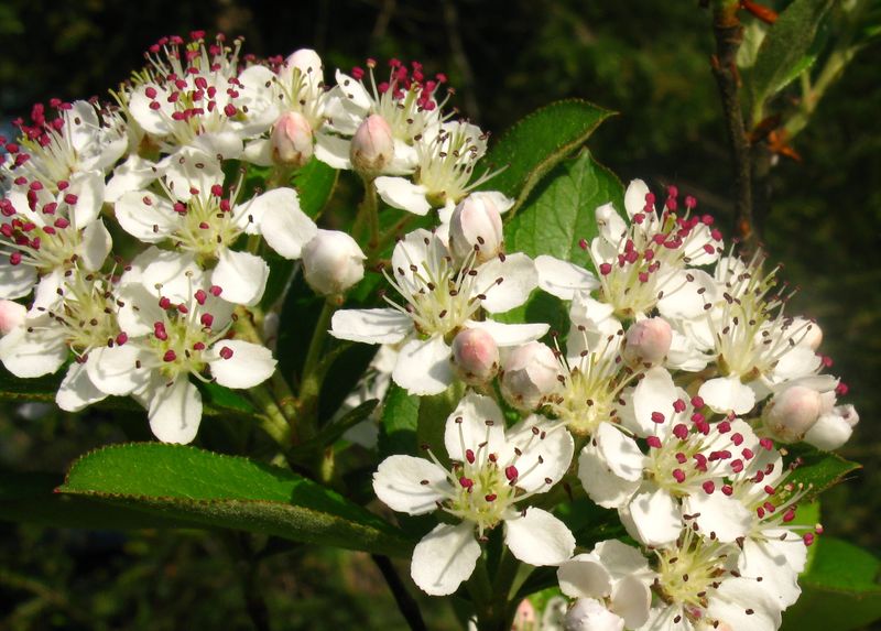 Soubor:Aronia arbutifolia2475275707.jpg