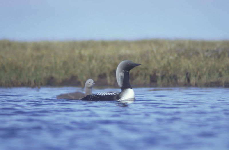 Soubor:Arctic Loon and brood.jpg