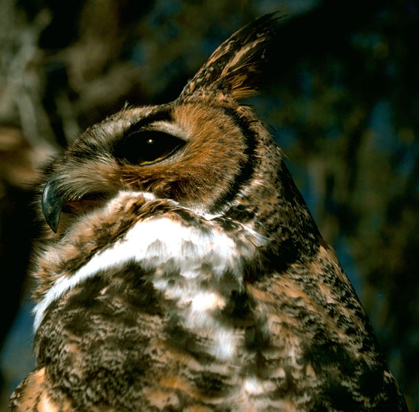 Soubor:Great Horned Owl.USFWS.jpg