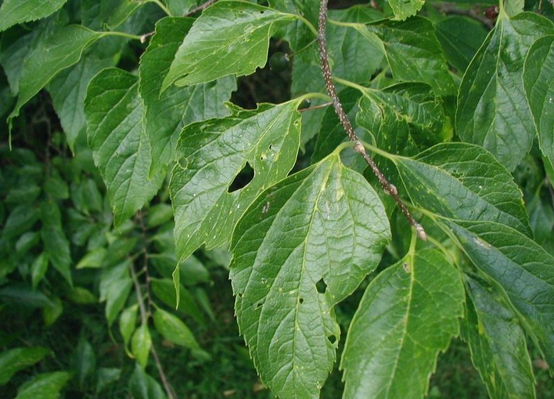 Soubor:Celtis-occidentalis-fruit.JPG