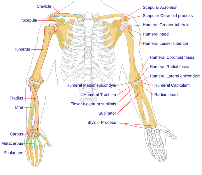 Soubor:Human arm bones diagram.png