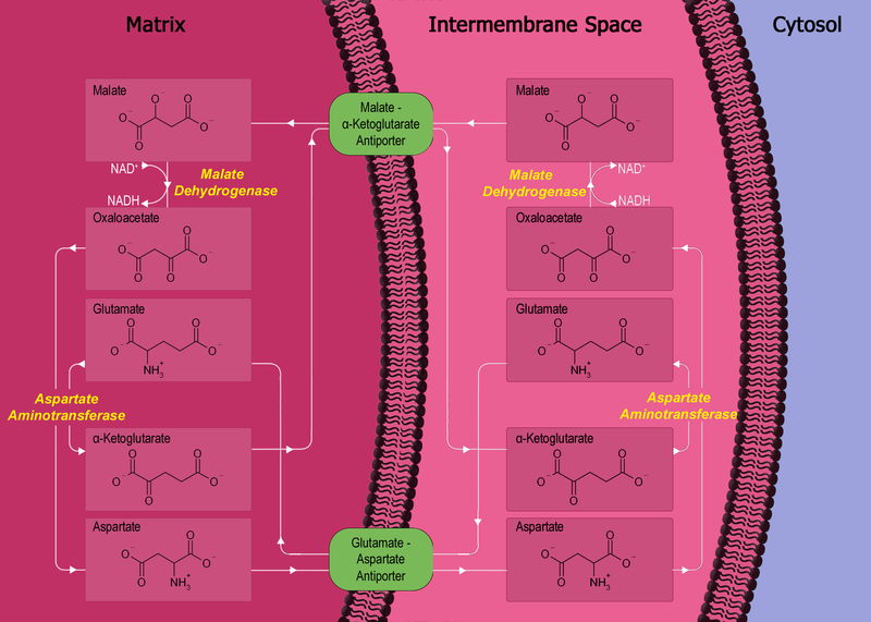 Soubor:Malate-aspartate shuttle.png