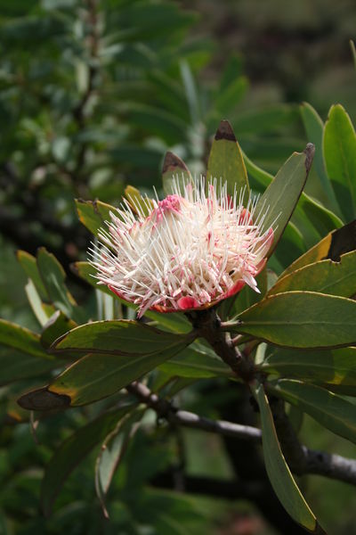 Soubor:Protea caffra IMG 2758.JPG