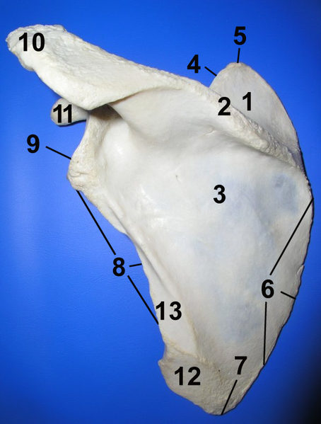 Soubor:Scapula post numbered.png