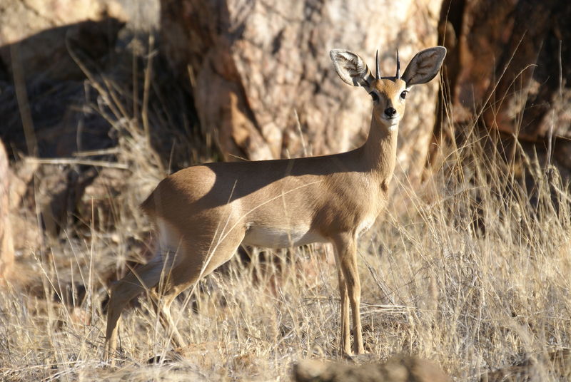 Soubor:Steenbock male.JPG