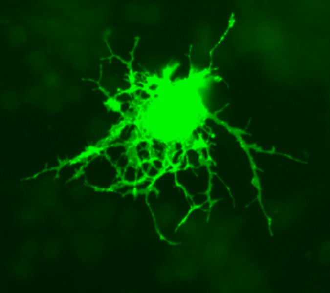 Soubor:Oligodendrocyte.png