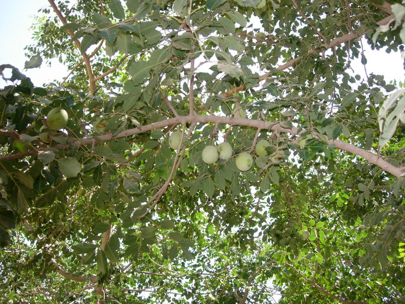 Soubor:Fruits on a tree.JPG