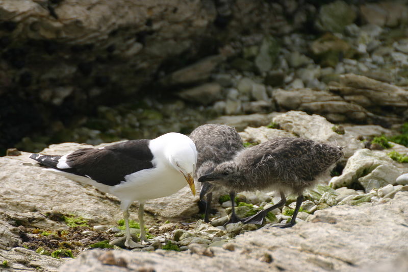 Soubor:Larus Dominicanus with young.jpg